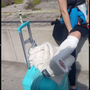 Slwc fresh girl ( video)